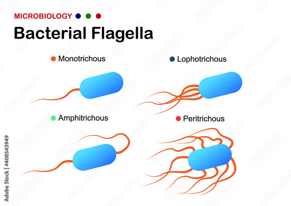 Microbiology diagram shows the arrangement of bacterial flagella