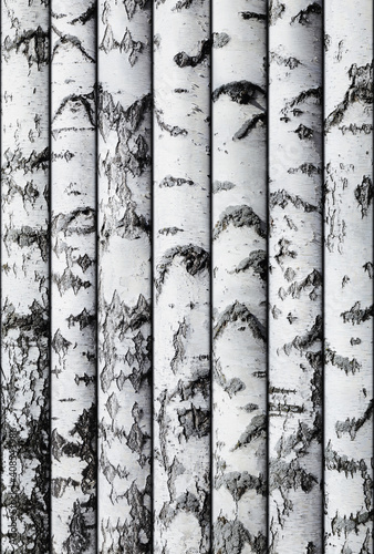 Wallpaper Mural Seamless background of birch trunks stacked in a row. To copy horizontally. Lumber. Template for writing text. Annotation. Torontodigital.ca