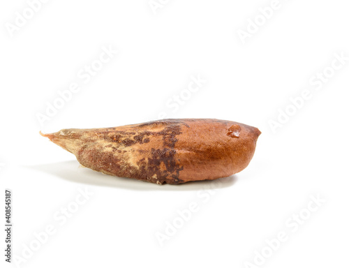 brown date stone isolated on white background