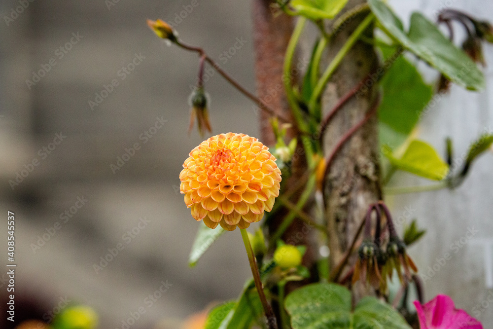 orange plant