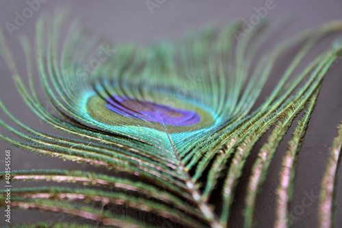 One peacock feather on a black background. © Ольга Яковлева