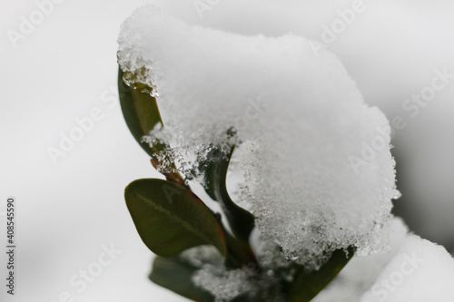 Liście pokryte śniegiem © Jakub