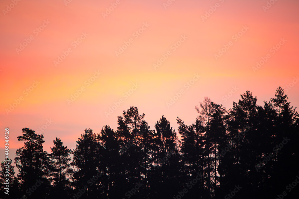 Amazing sunrise in different bright colors (pink, peach, yellow, red) behind the tree tops.