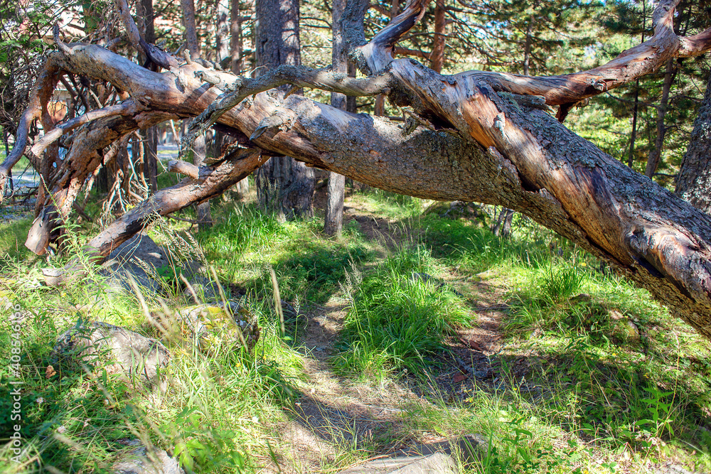 A fallen withered tree with twisted branches. Windbreak in the forest A fallen withered tree with twisted branches. Windbreak in the forest