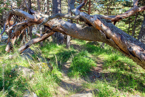 A fallen withered tree with twisted branches. Windbreak in the forest