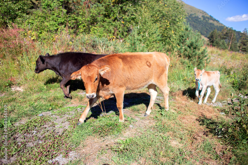 Beautiful mountain cows with a calf walk on the street. Fur cows graze in the mountains Beautiful mountain cows with a calf walk on the street. Fur cows graze in the mountains