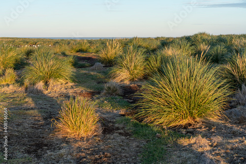 Tussac grass (Poa flabellata)