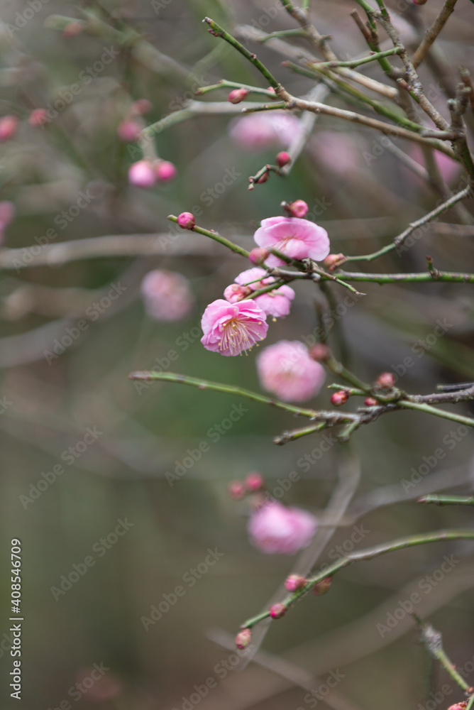 満開の梅