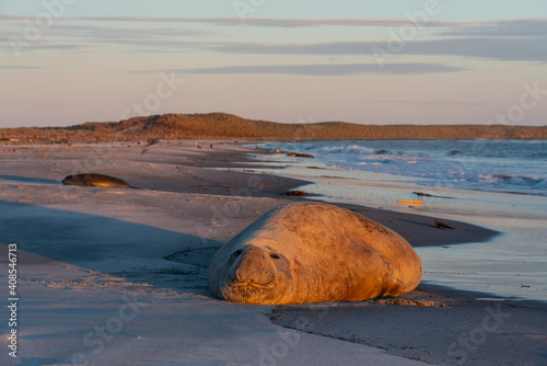 The southern elephant seal (Mirounga leonina)
