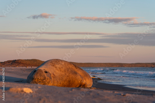 Obraz na plátně The southern elephant seal (Mirounga leonina)