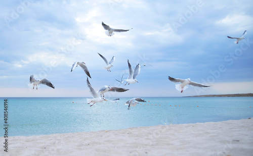 Seagulls on the beach.