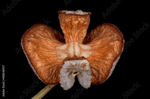 Sandarac (Tetraclinis articulata). Empty Seed Cone Closeup photo