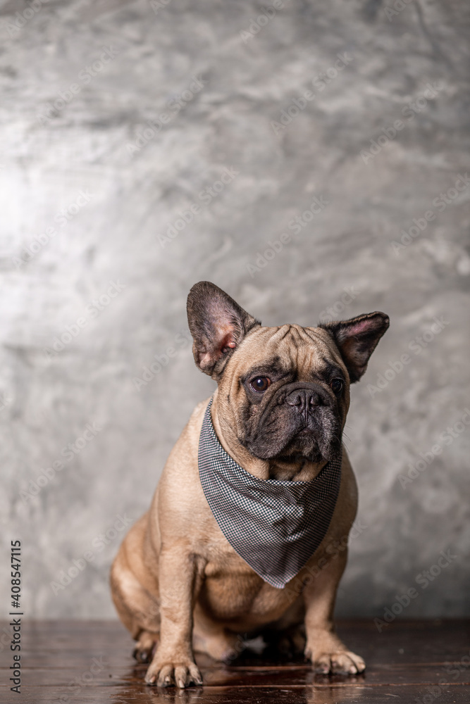 Adult fawn french bulldog wearing scarf sitting with loft wall background, portrait studio shot.