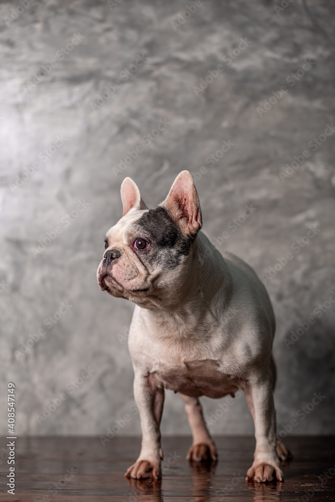 Adult black and white french bulldog standing with loft wall background, portrait studio shot.