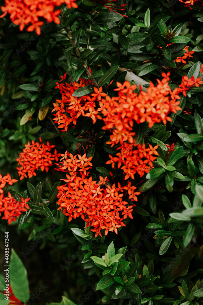red flower among many green hours.