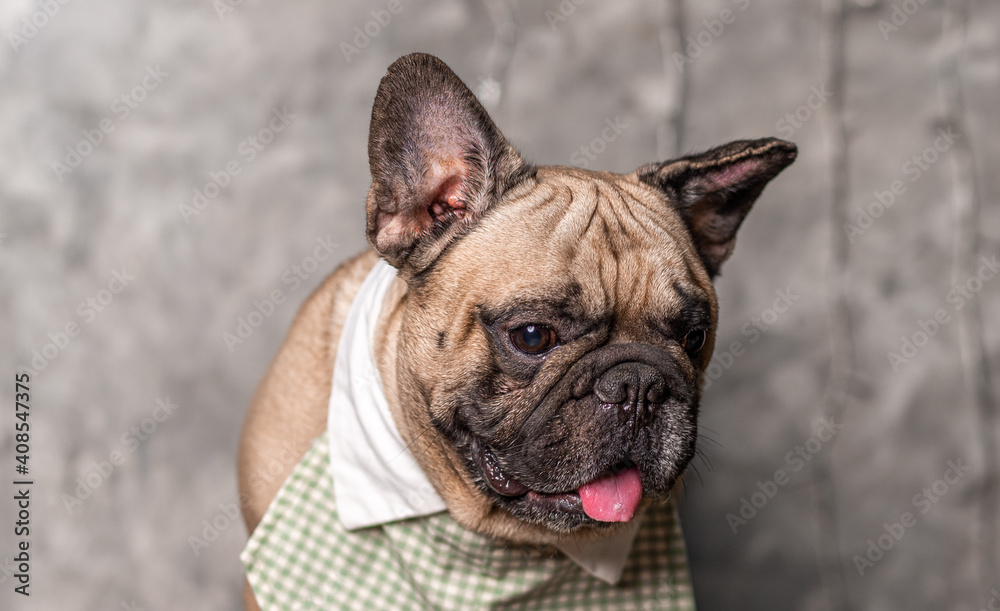Fawn french bulldog wearing shirt collar standing with loft background, head and shoulder shot.