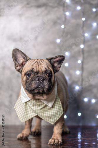 Fawn french bulldog wearing shirt collar standing with light background, portrait studio shot. © msjantanee