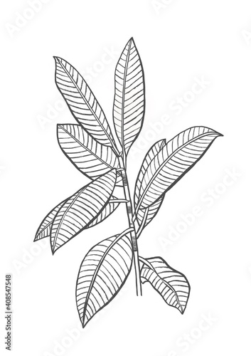 Black and white Hand Drawing rubber plant (ficus elastics, the rubber fig, Indian rubber bush) isolated on white background for decoration art print © PloyDesign