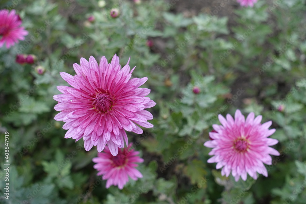 Obraz premium 3 pink flowers of Chrysanthemums in November