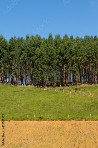 Plantação de eucalipto em área rural de Guarani, estado de Minas Gerais, Brasil