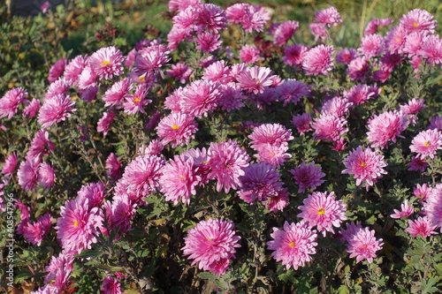 A lot of pink flowers of Chrysanthemums in mid November