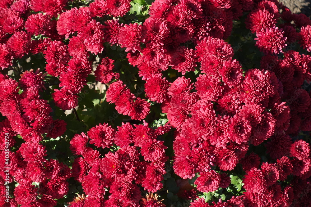 Bloom of red Chrysanthemums in mid October Bloom of red Chrysanthemums in mid October