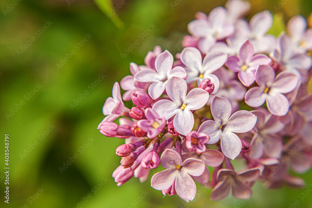Beautiful smell violet purple lilac blossom flowers in spring time. Close up macro twigs of lilac selective focus. Inspirational natural floral blooming garden or park. Ecology nature landscape Beautiful smell violet purple lilac blossom flowers in spring time. Close up macro twigs of lilac selective focus. Inspirational natural floral blooming garden or park. Ecology nature landscape