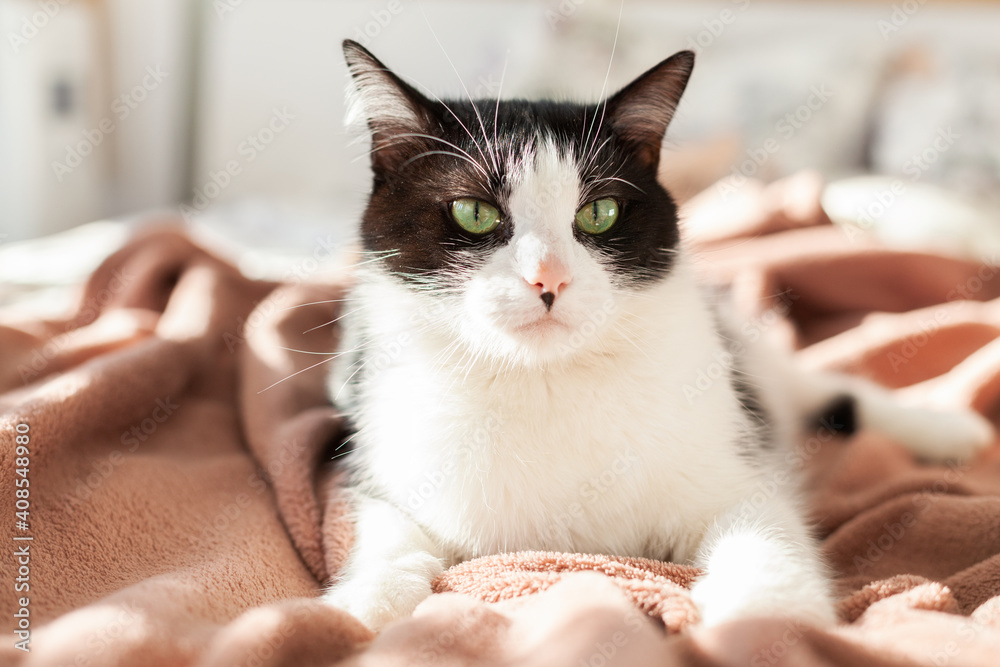 Bored young black and white mixed breed cat Bored young black and white mixed breed cat