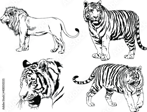 vector drawings sketches different predator   tigers lions cheetahs and leopards are drawn in ink by hand   objects with no background