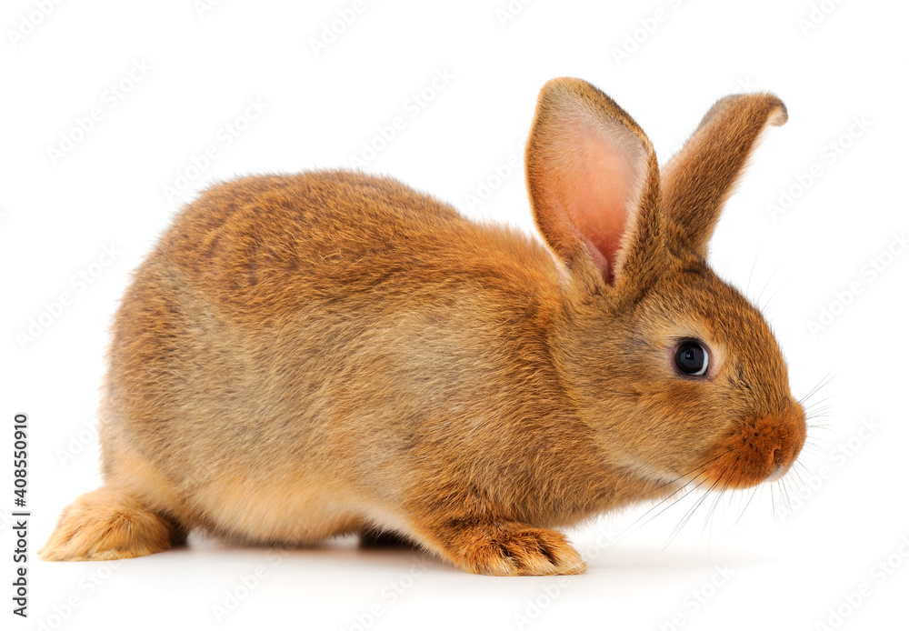 Obraz premium Brown rabbit isolated.