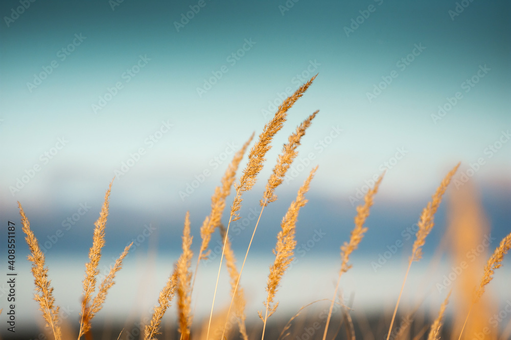 Steppe grass at sunset against a dark background Steppe grass at sunset against a dark background
