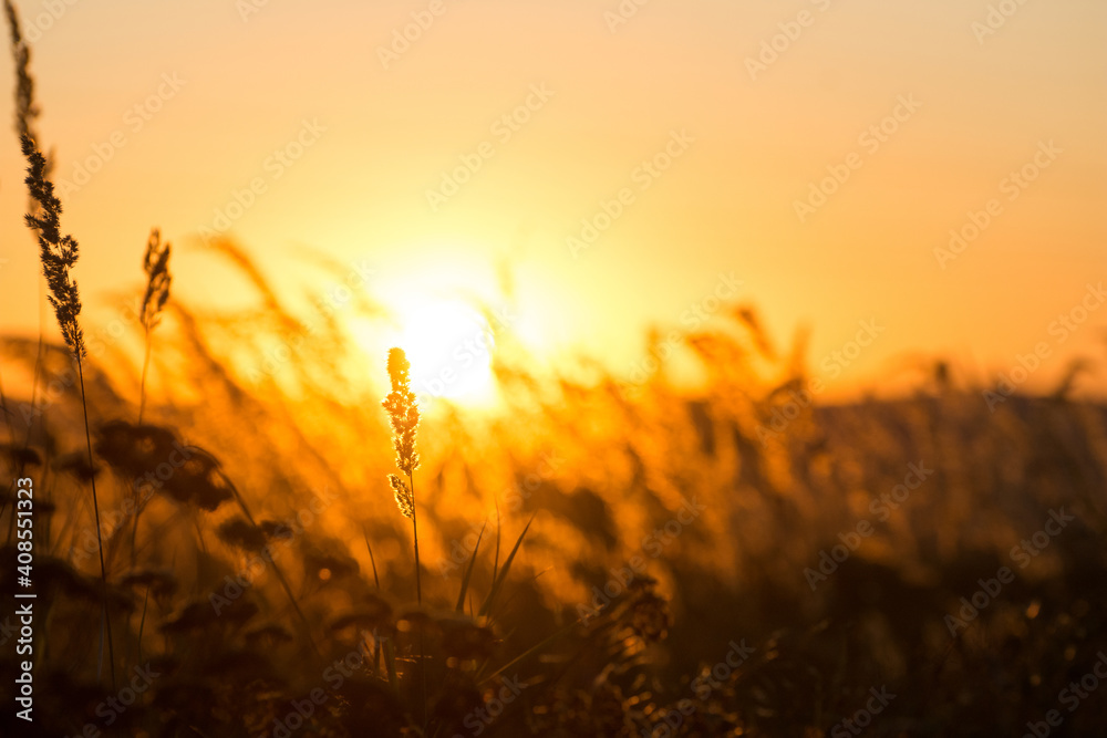 Steppe grass at sunset against the sun