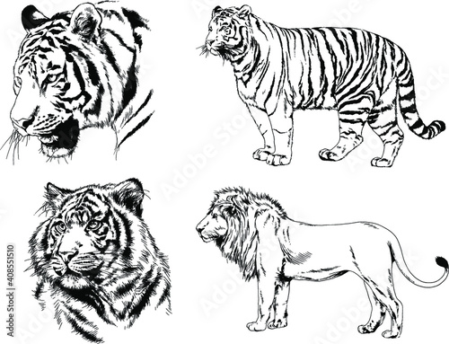 vector drawings sketches different predator   tigers lions cheetahs and leopards are drawn in ink by hand   objects with no background