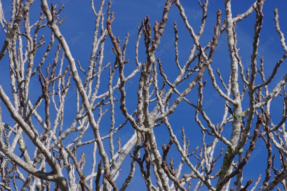 Ramas de higuera sin hojas alzadas hacia el cielo. Ramas de higuera sin hojas alzadas hacia el cielo.