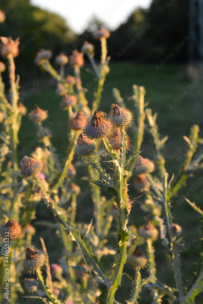 Disteln in der Abendsonne Disteln in der Abendsonne