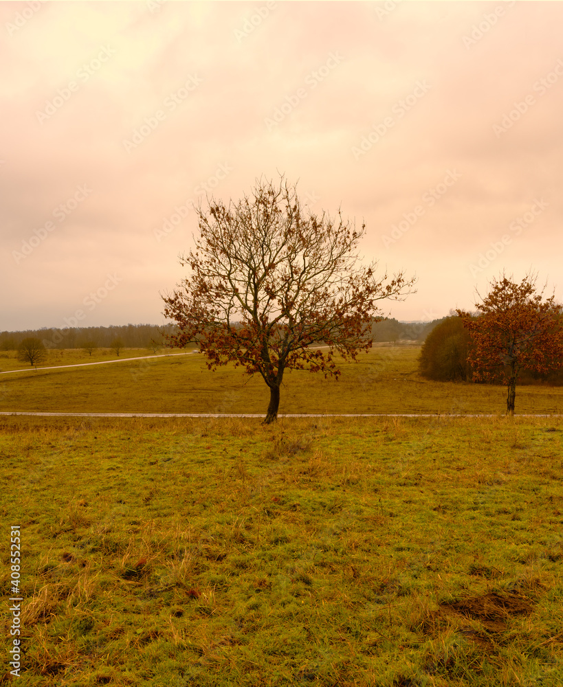 Trees at a moor. Open landscape with a dramatic sky in the background. Picture from Revingehed, Scania county, Sweden