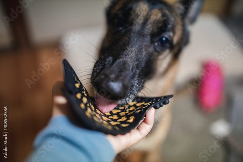 Billede på lærred a german shepherd is licking a silicone lick pad that has peanut butter in it