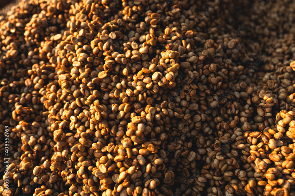 Dried coffee,Parchment coffee Dry in the Bamboo house Dried coffee,Parchment coffee Dry in the Bamboo house
