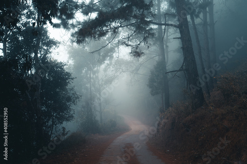 The road in the forest in the morning ,In the cold misty forest