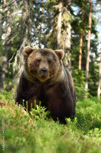 Brown bear portrait in forest at summer © Erik Mandre