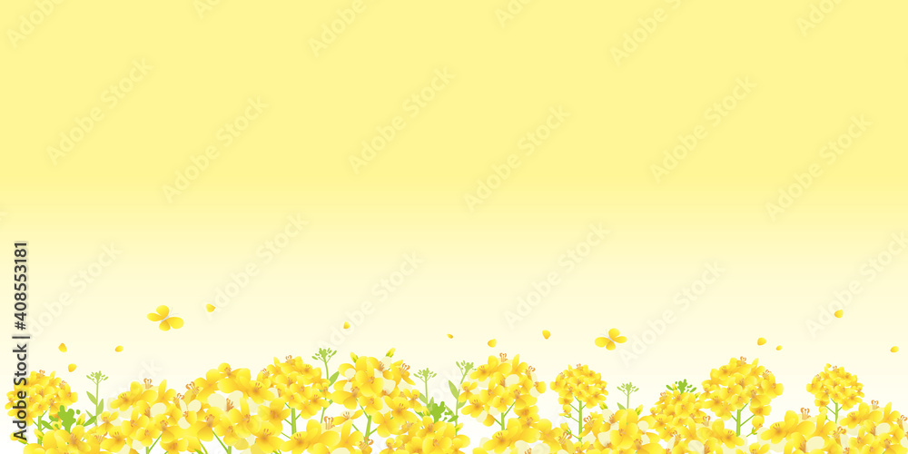 菜の花 一面黄色 菜の花畑 背景イラスト 横長 2 1比率 Stock Vector Adobe Stock