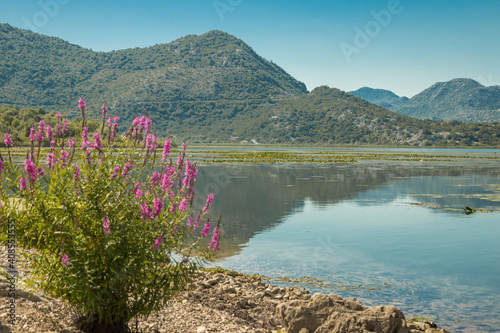 Panoramic view at the Montenegrin part of Skadar lake with highway around. Crnojevica river landscape. Beautiful nature of Montenegro national parks.