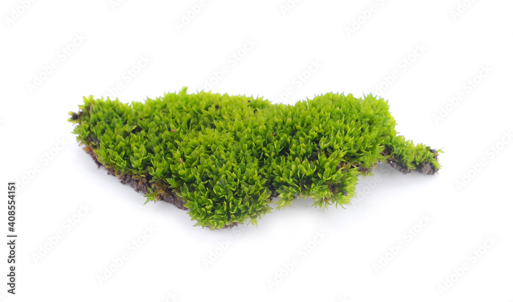 fresh green Moss on white background. fresh green Moss on white background.