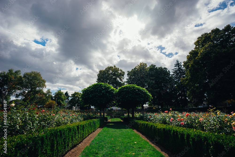 Fototapeta premium garden in the park