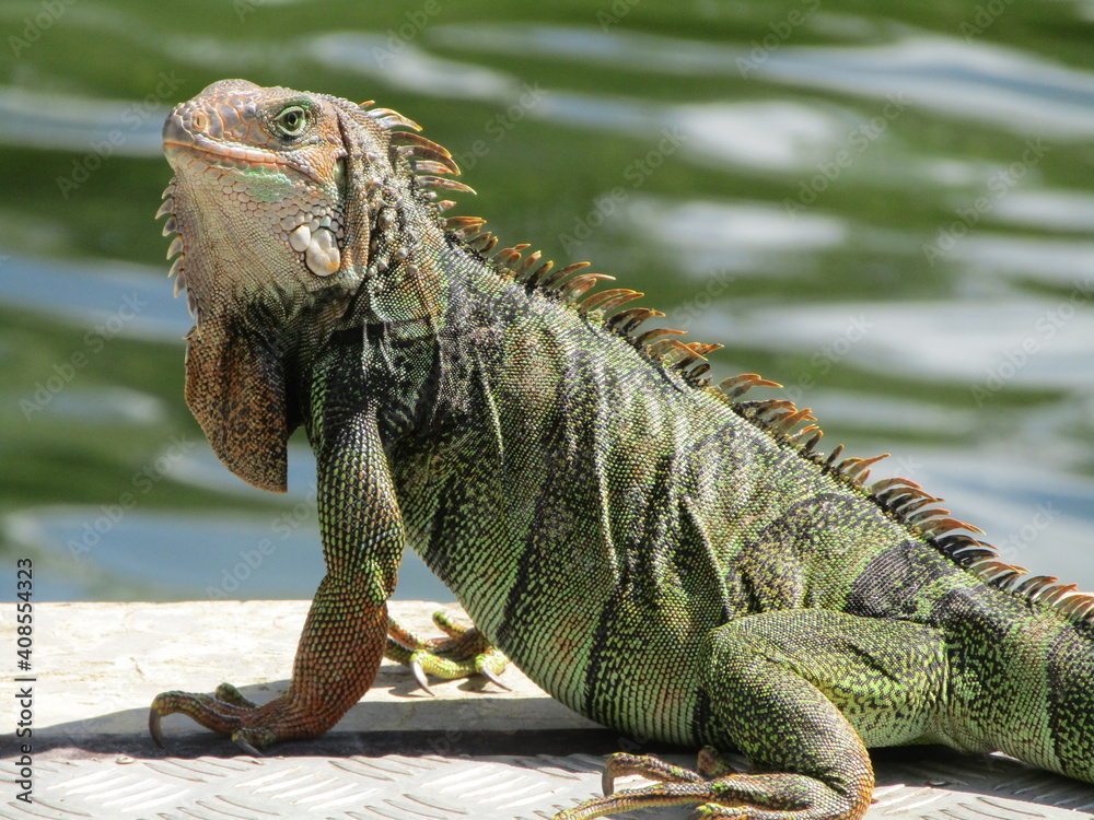 Fototapeta premium Iguana