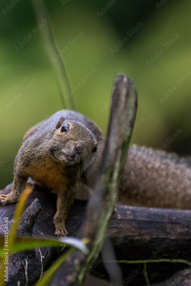 Close up image of Plantain squirrel at Singapore.