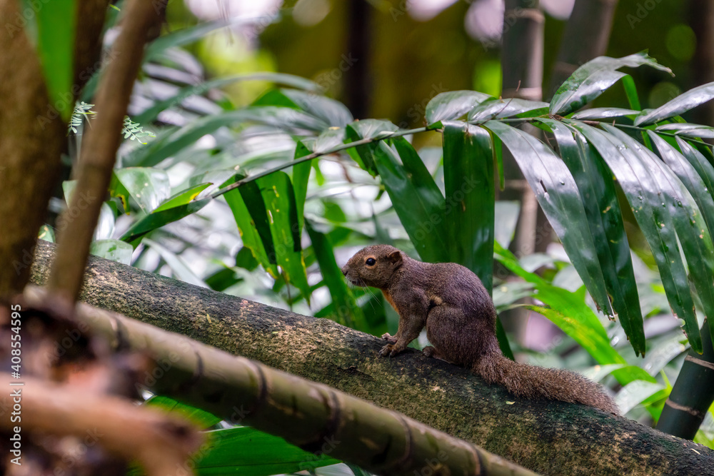 Portrait of Plantain squirrel at Singapore. Portrait of Plantain squirrel at Singapore.