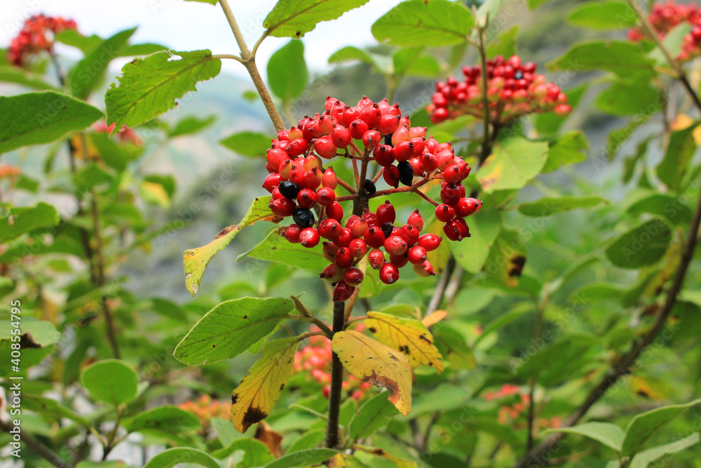 Red berries in the mountains. Red berries in the mountains.
