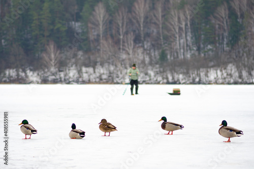 Ducks on the snow and fisherman fishing on a frozen lake in winter with fishing pole, ice auger and equipment for fishing 