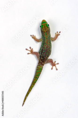 Mauritius lowland forest day gecko // Mauritius - Taggecko (Phelsuma guimbeaui) photo